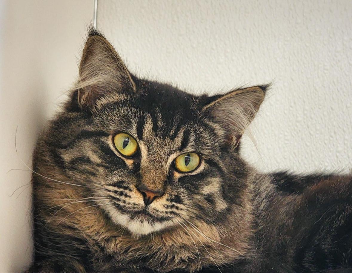 Morgan, a Adoptable Domestic Medium Hair in Courtenay, BC image 2/6
