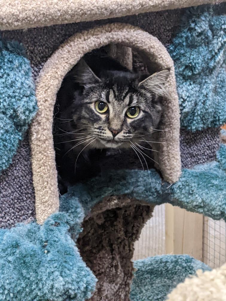 Morgan, a Adoptable Domestic Medium Hair in Courtenay, BC image 6/6