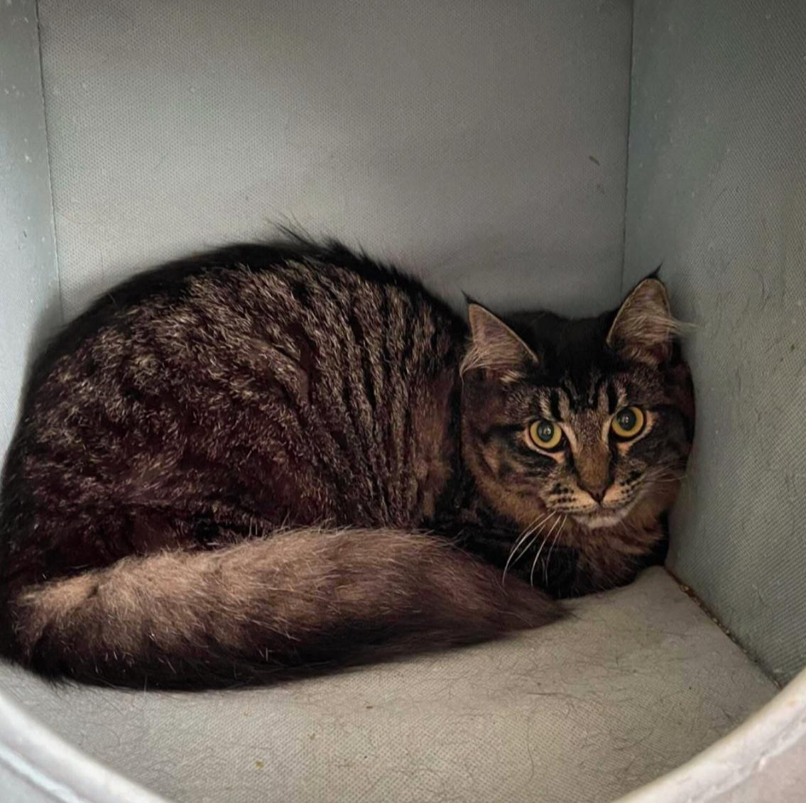 Morgan, an adoptable Domestic Medium Hair in Courtenay, BC, V9N 7T4 | Photo Image 4