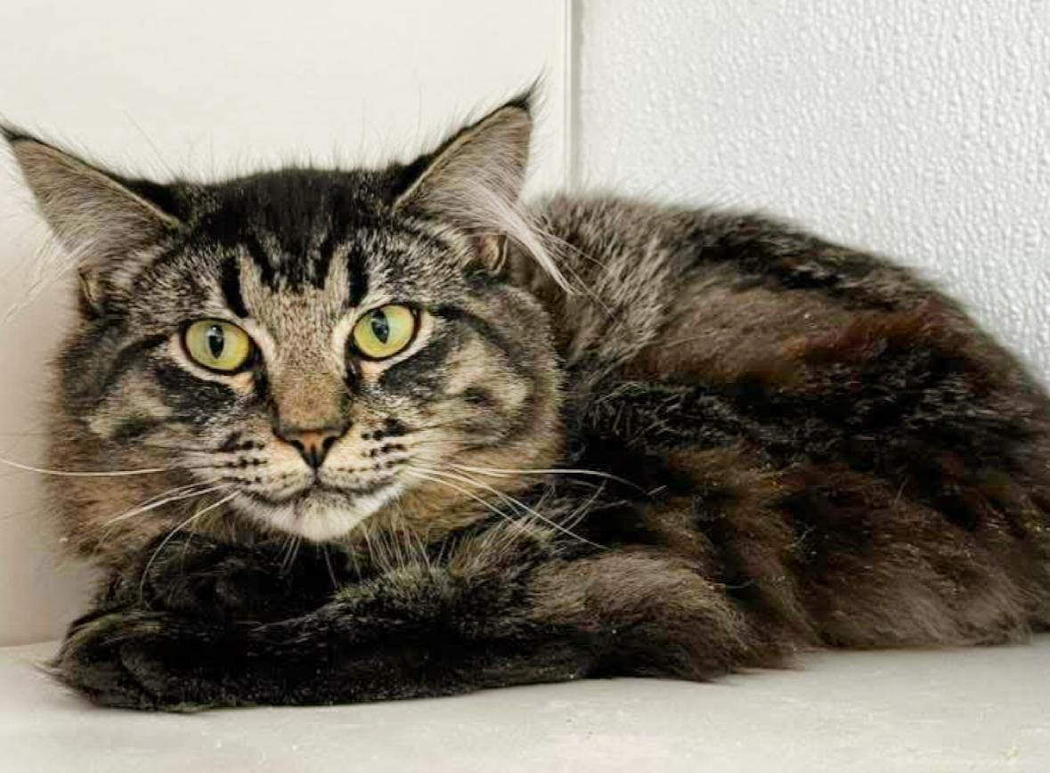 Morgan, a Adoptable Domestic Medium Hair in Courtenay, BC image 5/6