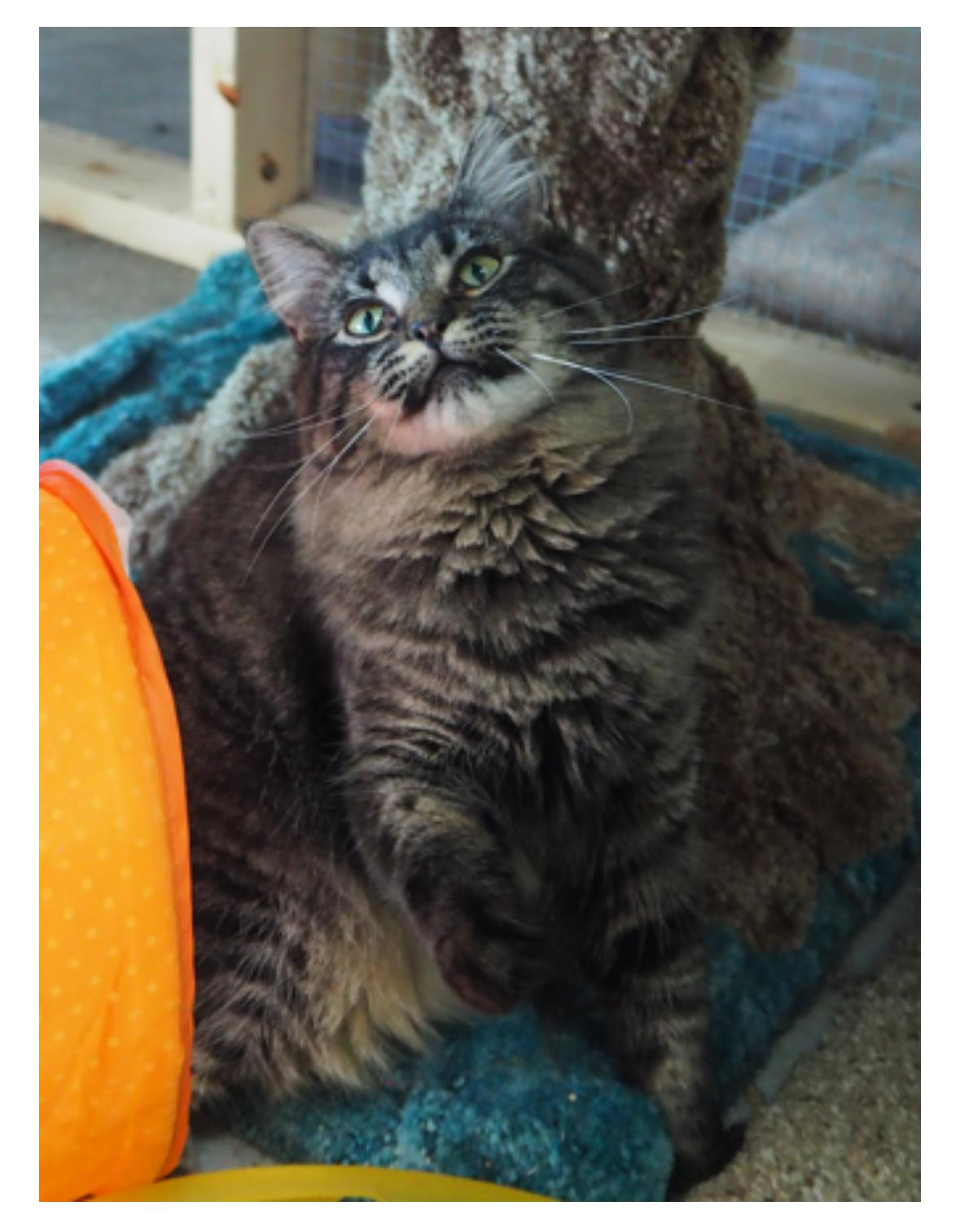 Morgan, a Adoptable Domestic Medium Hair in Courtenay, BC image 3/6