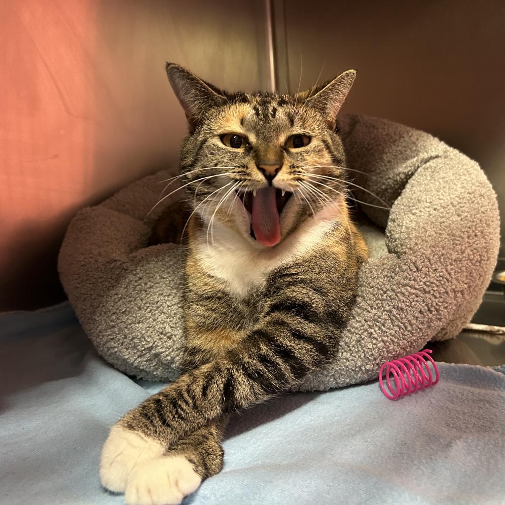Enlarge Rosemary, a Adoptable Domestic Short Hair in Lindenwold, NJ image 1/3