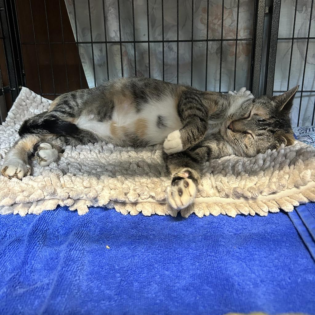 Enlarge Rosemary, a Adoptable Domestic Short Hair in Lindenwold, NJ image 2/3