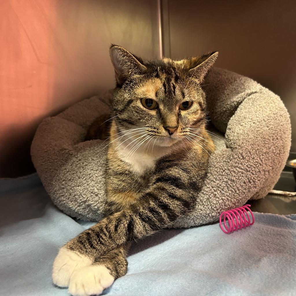 Enlarge Rosemary, a Adoptable Domestic Short Hair in Lindenwold, NJ image 3/3