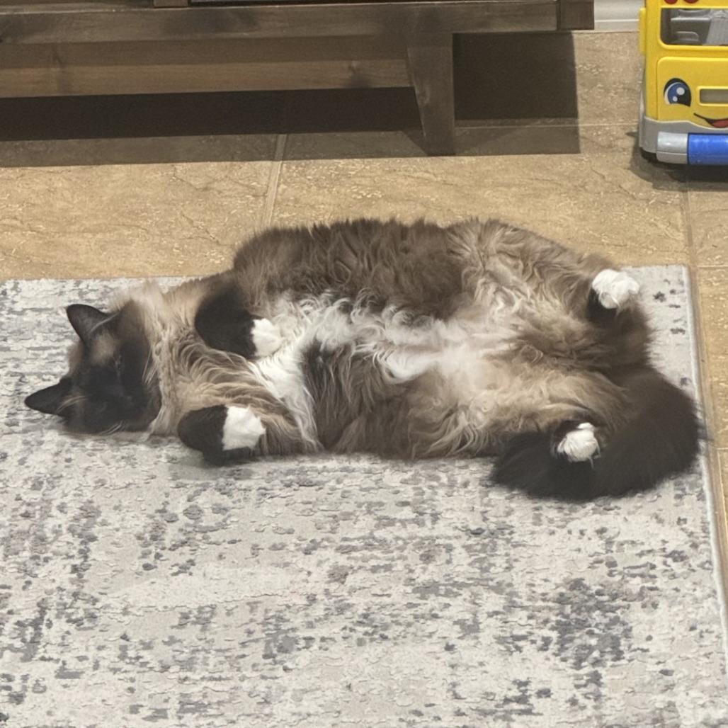 Miss Jane — thumbnail 2