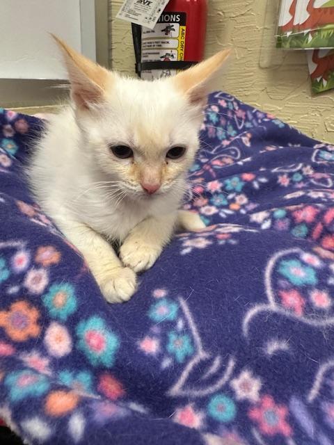 Ginger — thumbnail 2