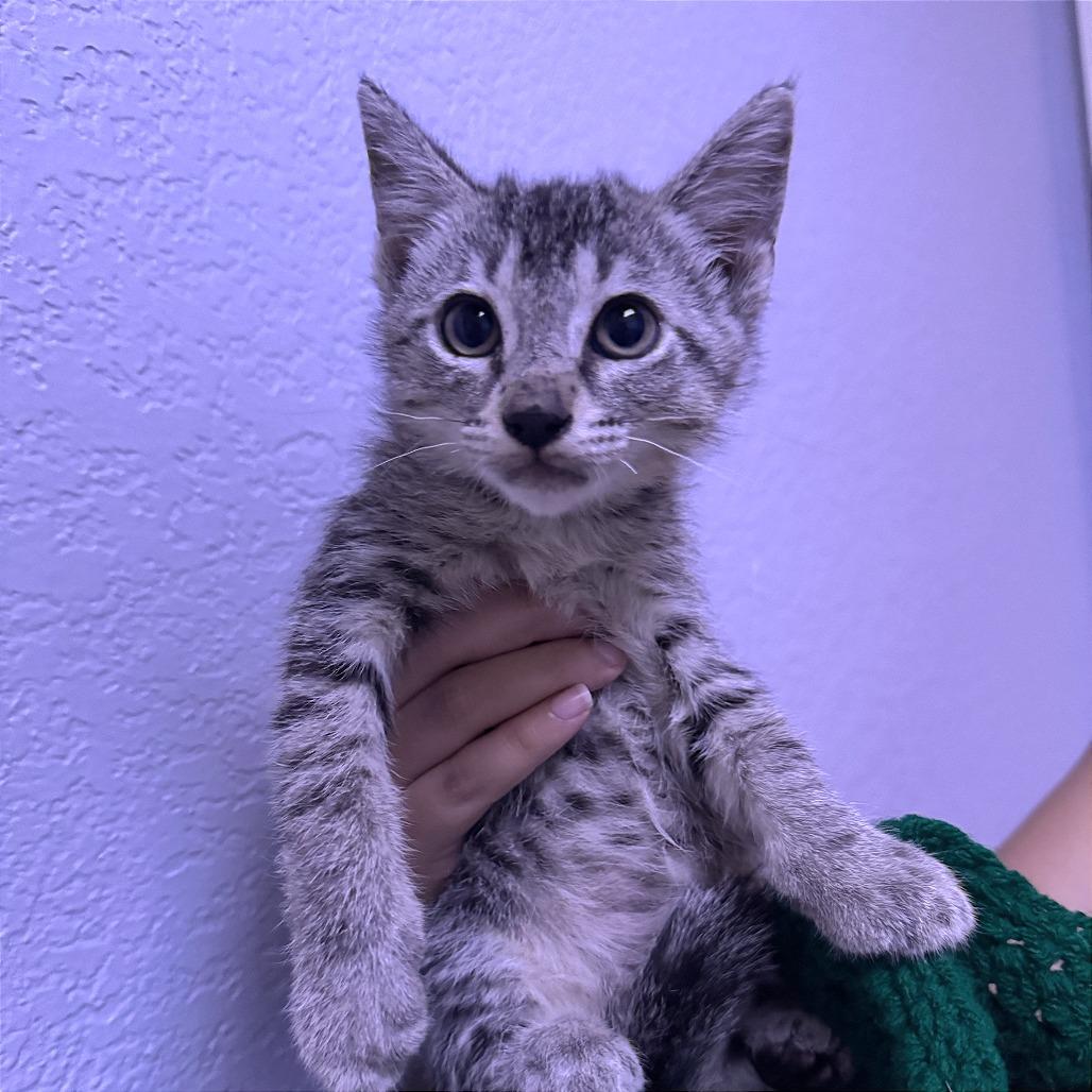 Puddle, a Adoptable Domestic Short Hair in Waco, TX image 2/2