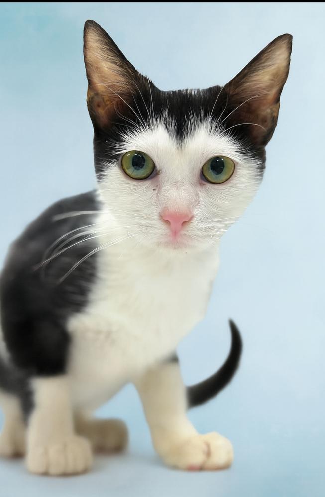 Haiku, Adoptable, Kitten Male American Shorthair.