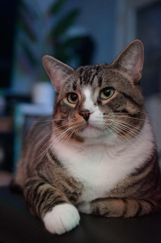 Take Off (Special Needs), Adoptable, Adult Male Domestic Short Hair.