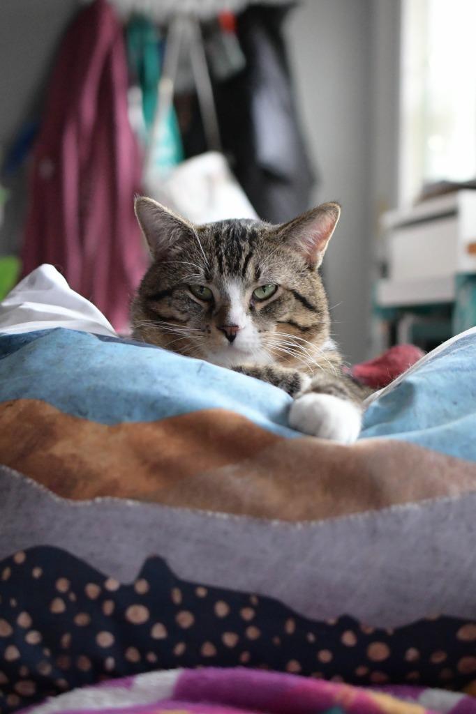 Take Off (Special Needs), Adoptable, Adult Male Domestic Short Hair.