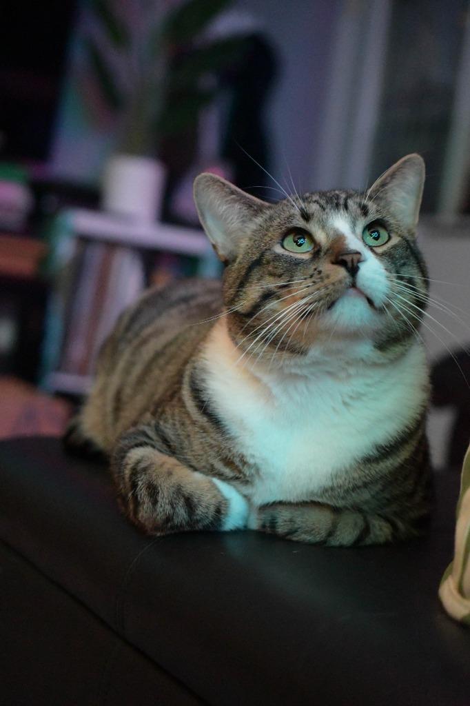 Take Off (Special Needs), a Adoptable mixed breed in Minneapolis, MN image 2/6