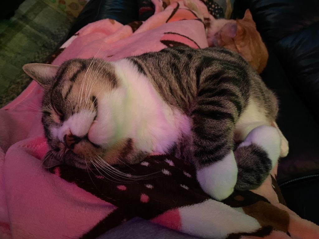 Take Off (Special Needs), a Adoptable mixed breed in Minneapolis, MN image 5/6