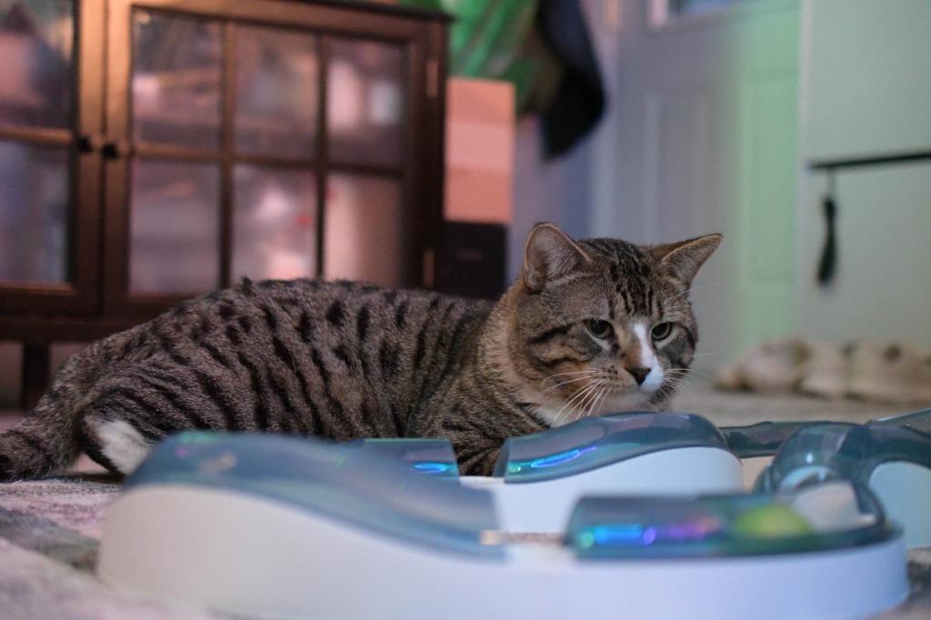 Enlarge Take Off, a Adoptable mixed breed in Minneapolis, MN image 2/6