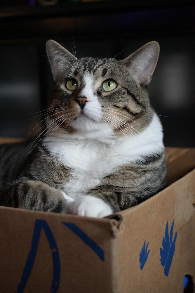 Take Off (Special Needs), a Adoptable mixed breed in Minneapolis, MN image 6/6