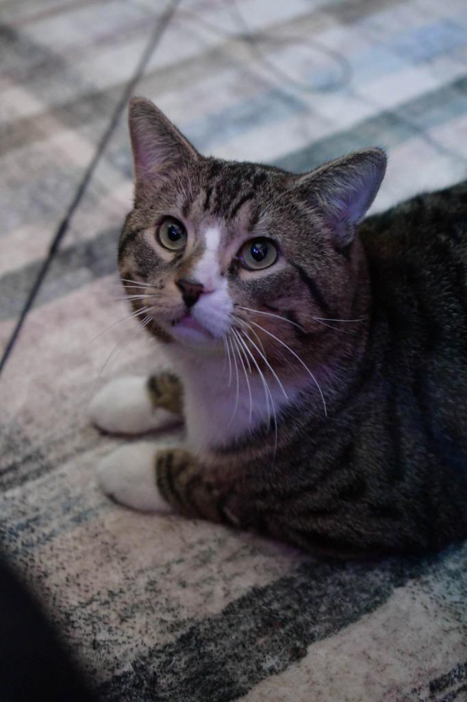 Enlarge Take Off, a Adoptable mixed breed in Minneapolis, MN image 4/6