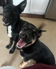 PENNY, Adoptable, Young Female German Shepherd Dog.