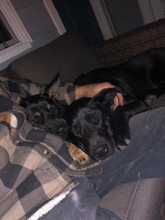 Enlarge PENNY, a Adoptable mixed breed in Roswell, GA image 2/7