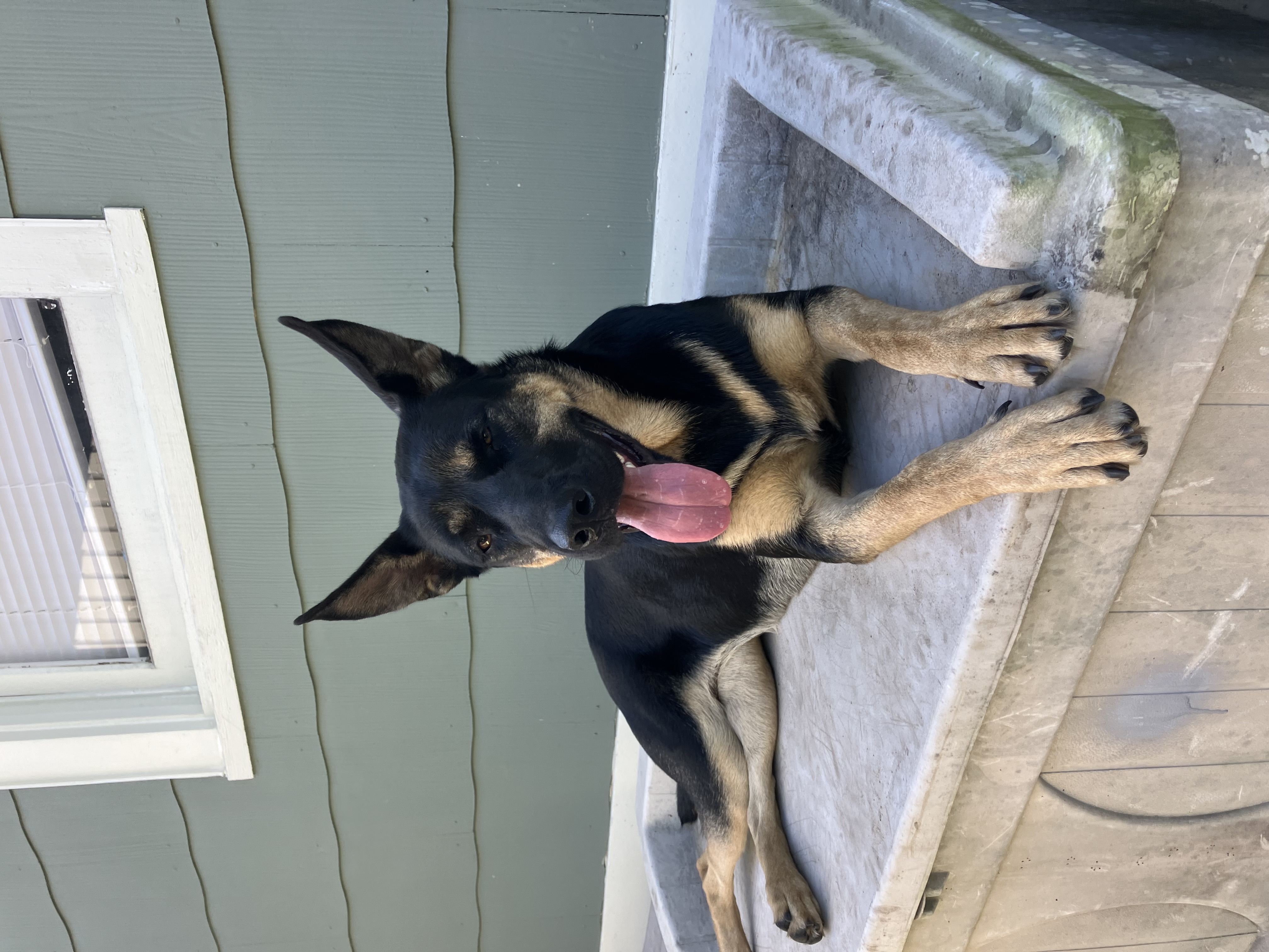 Enlarge PENNY, a Adoptable mixed breed in Roswell, GA image 3/7