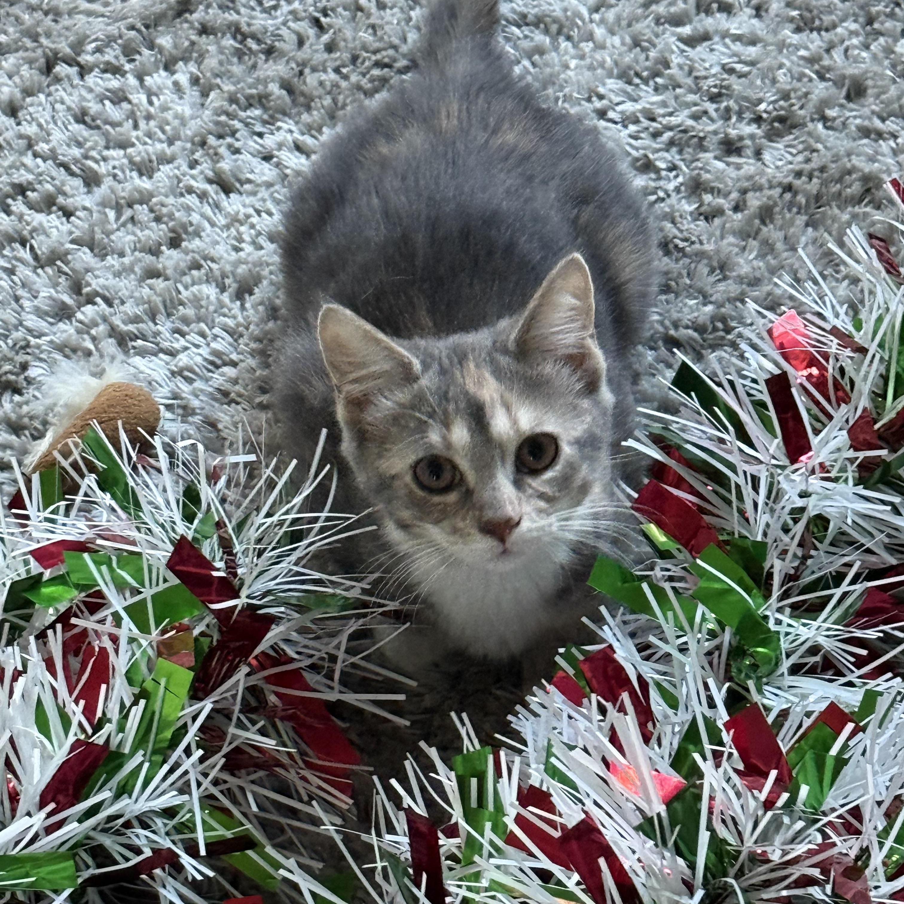 Luna, adopted, Young Female Dilute Calico.