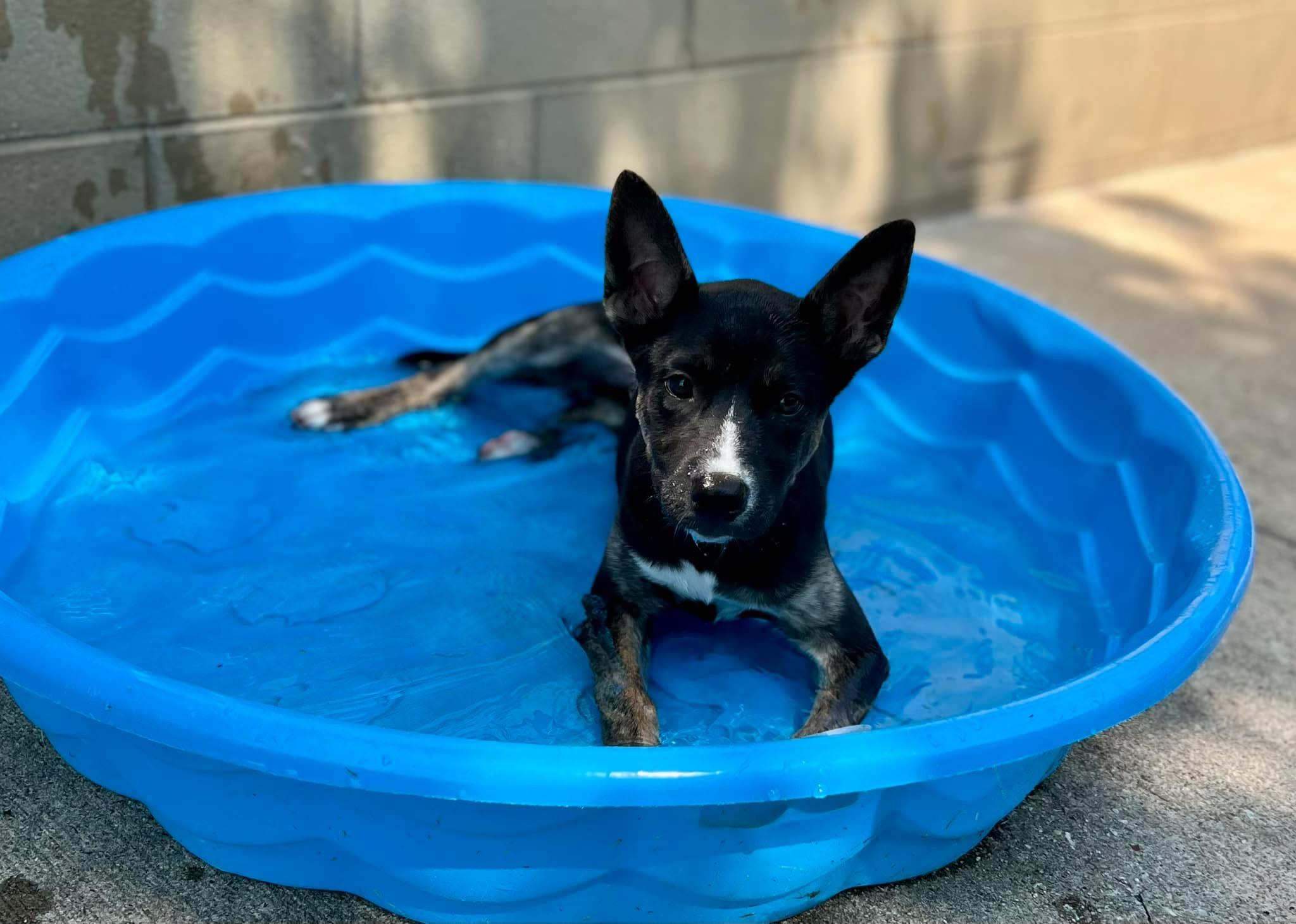 Bridgette, Adopted, Young Female Australian Cattle Dog / Blue Heeler.