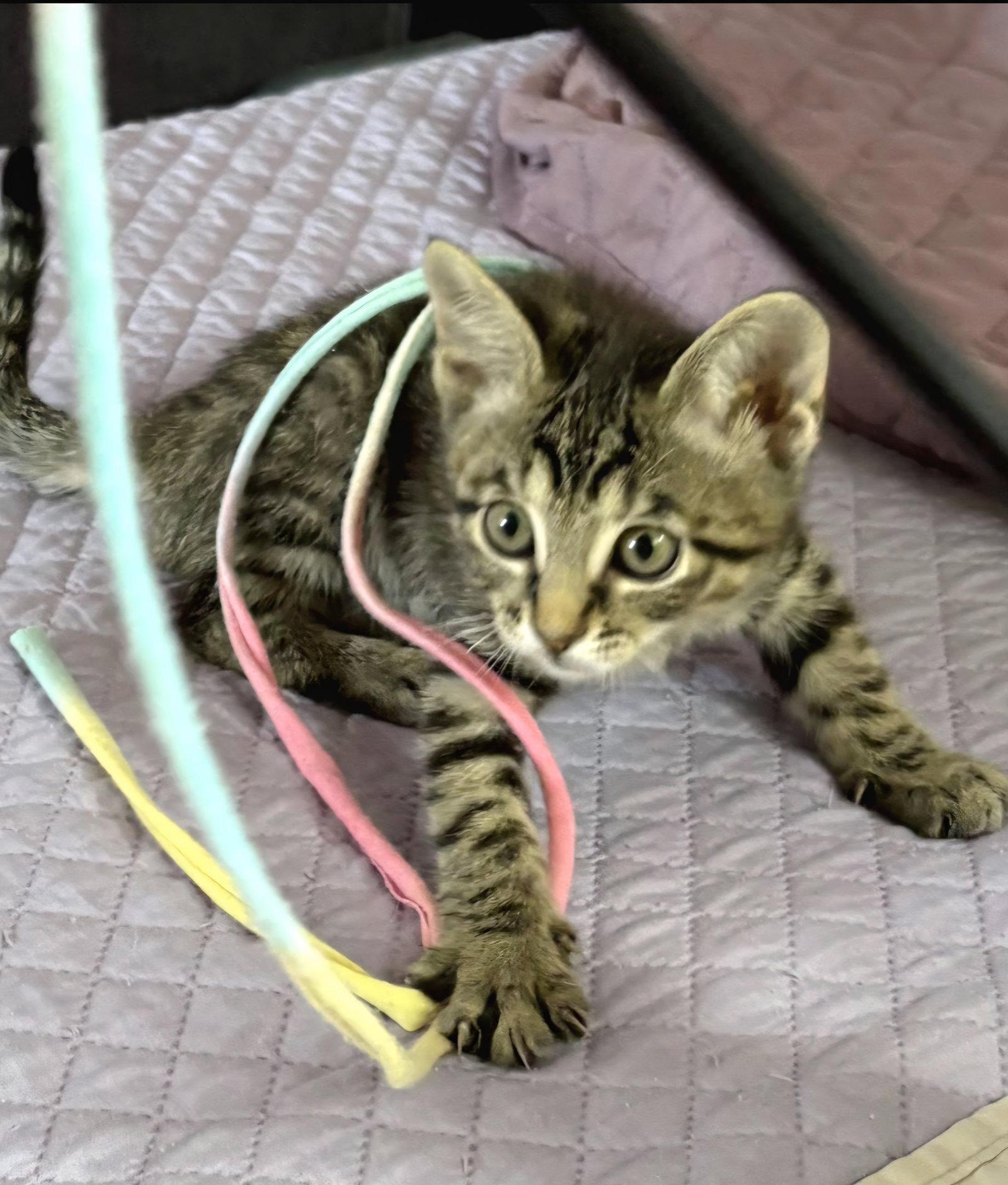 Bobbie, Adoptable, Kitten Female Tabby.