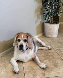 Zeke, Adopted, Senior Male Beagle.