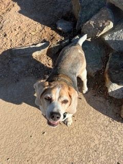 Enlarge Zeke, a Adopted Beagle in Phoenix, AZ image 2/5