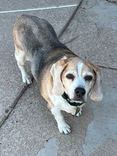 Enlarge Zeke, a Adopted Beagle in Phoenix, AZ image 3/5