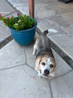 Enlarge Zeke, a Adopted Beagle in Phoenix, AZ image 4/5