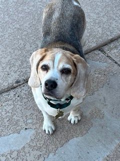 Enlarge Zeke, a Adopted Beagle in Phoenix, AZ image 5/5