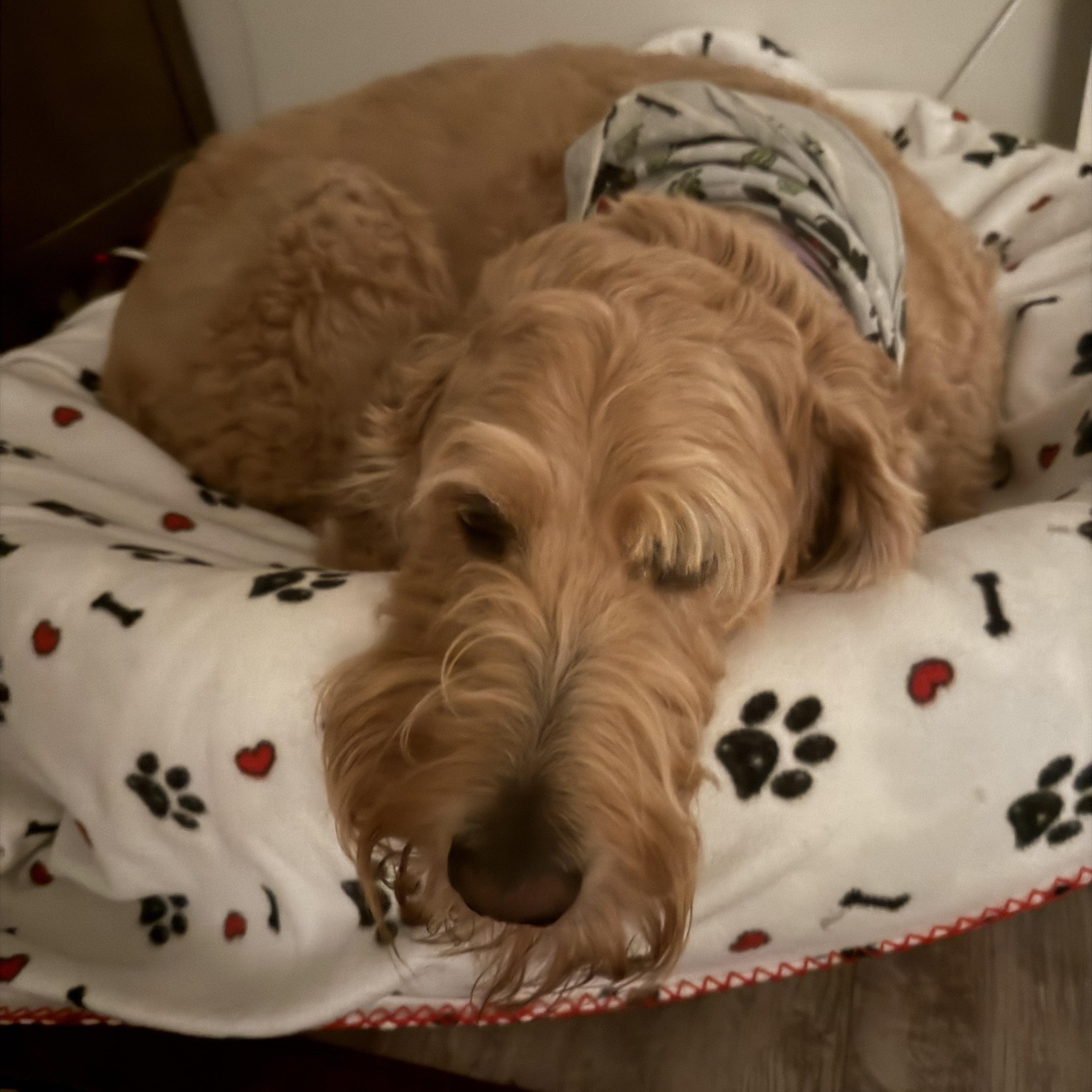 Bernie, ADOPTABLE, Senior Male Goldendoodle.