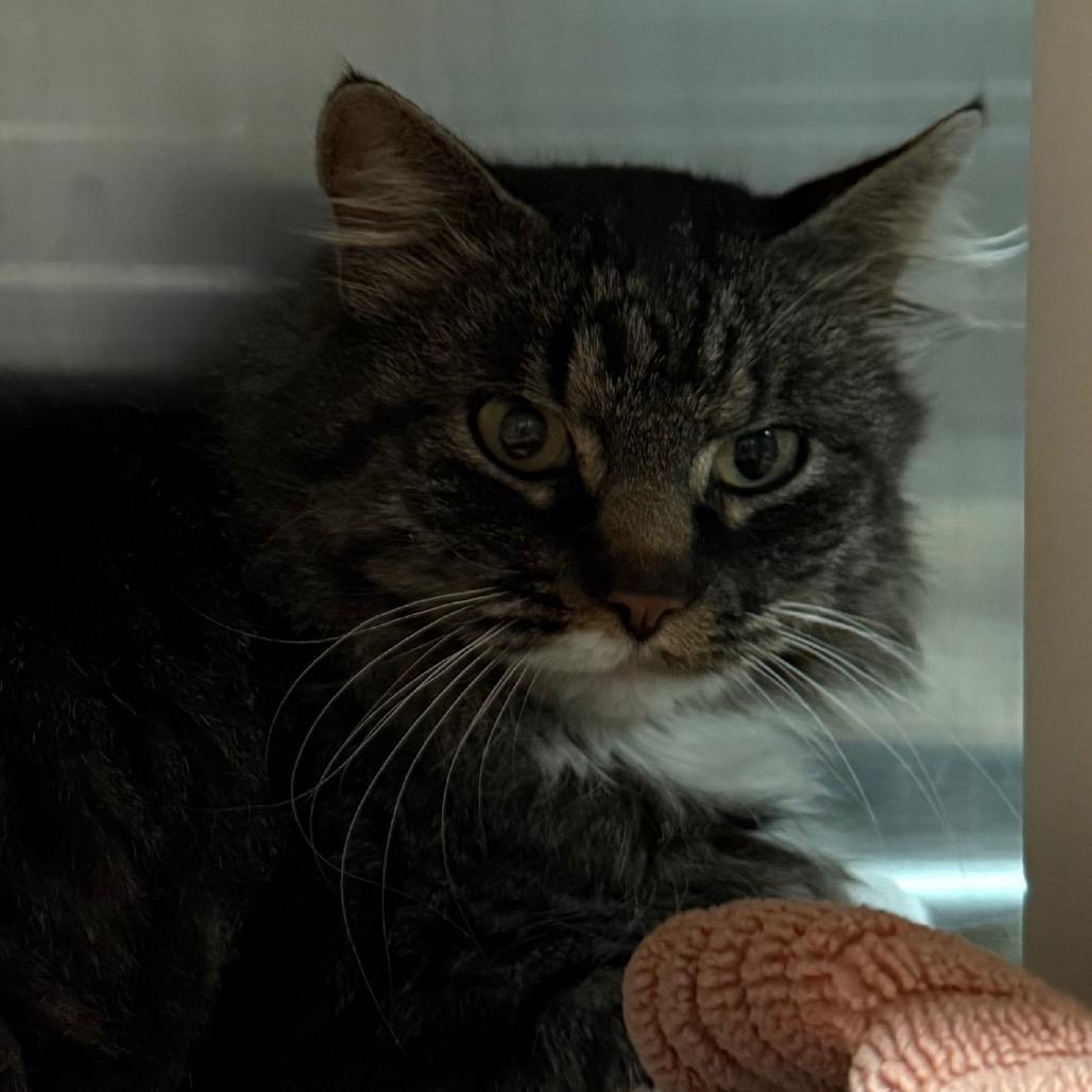 Millie, Adoptable, Adult Female Domestic Medium Hair.