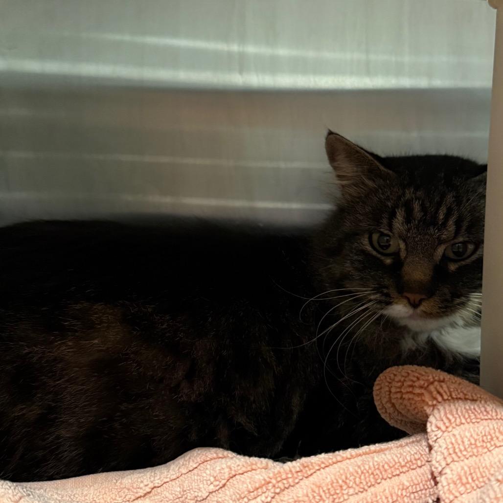 Millie, a Adoptable Domestic Medium Hair in Cedaredge, CO image 2/2