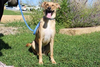 Taka, Adoptable, Adult Male Shepherd & Mixed Breed.
