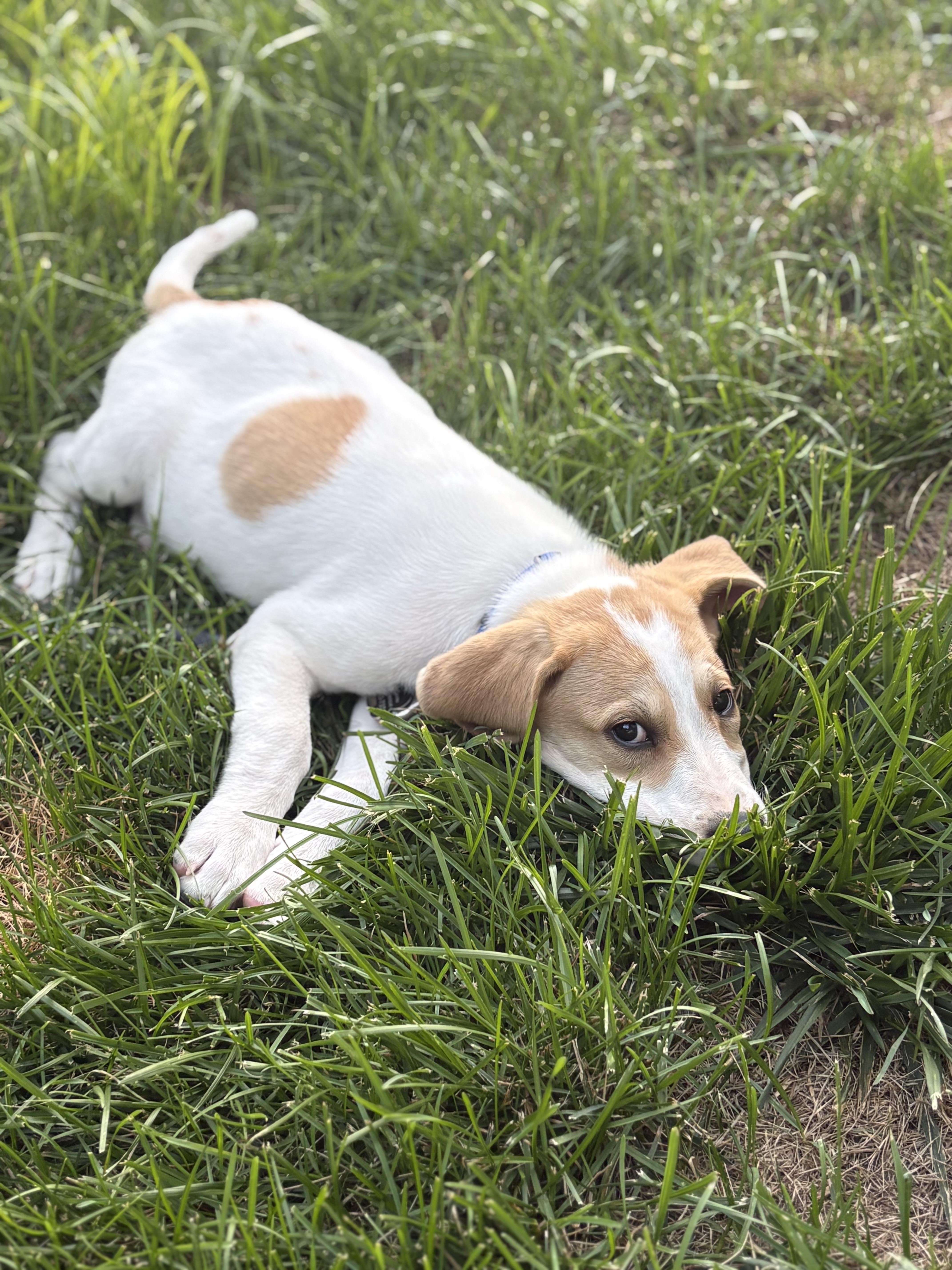 Enlarge Nina, an adopted mixed breed in Succasunna, NJ image 4/6