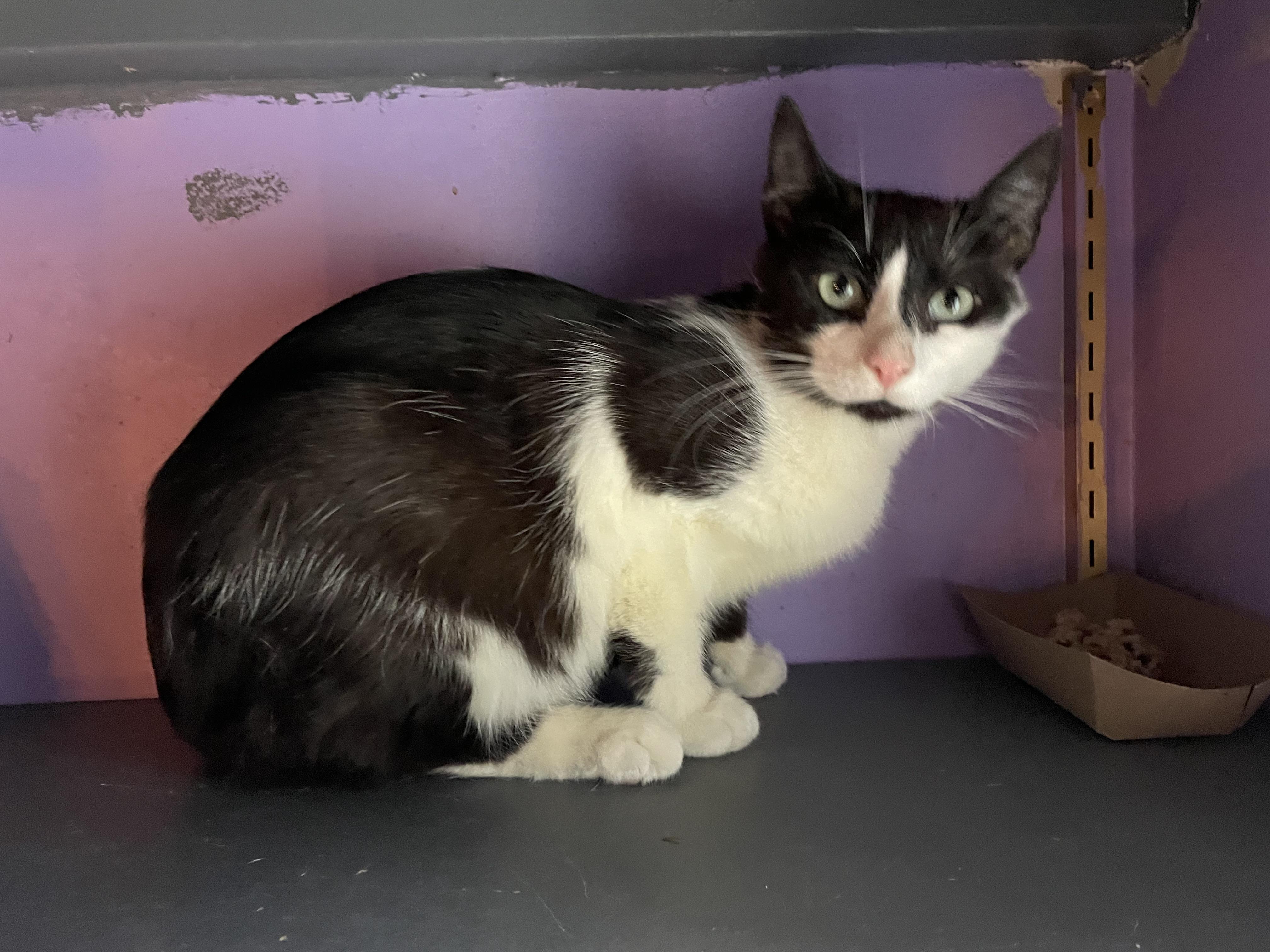 Kiss, ADOPTABLE, Young Male Domestic Short Hair.