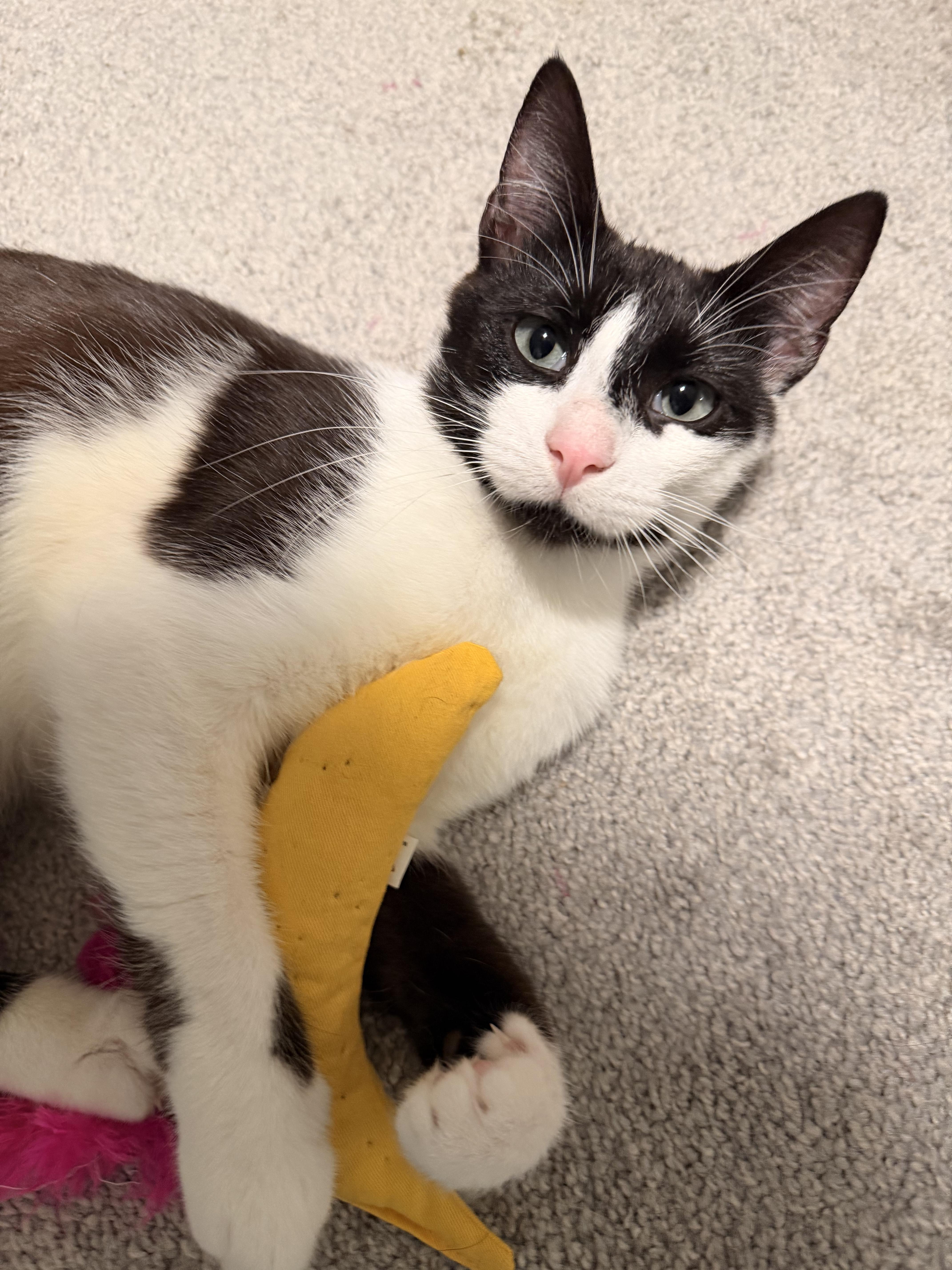 Kiss, ADOPTABLE, Young Male Domestic Short Hair.