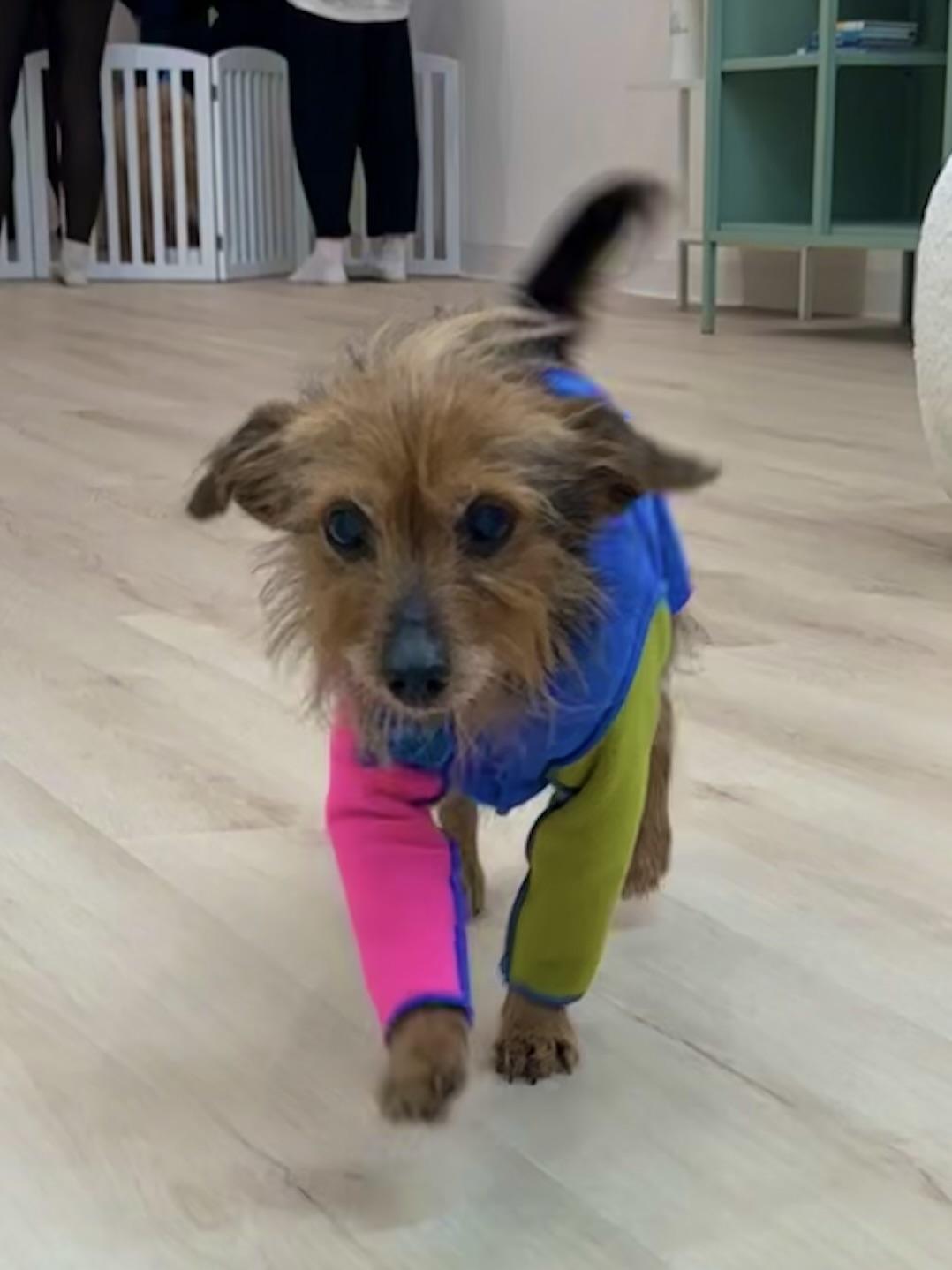 Emmet, Adoptable, Senior Male Yorkshire Terrier.