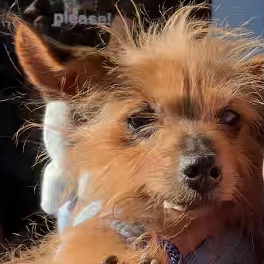 Emmet, a Adoptable mixed breed in New York, NY image 6/6