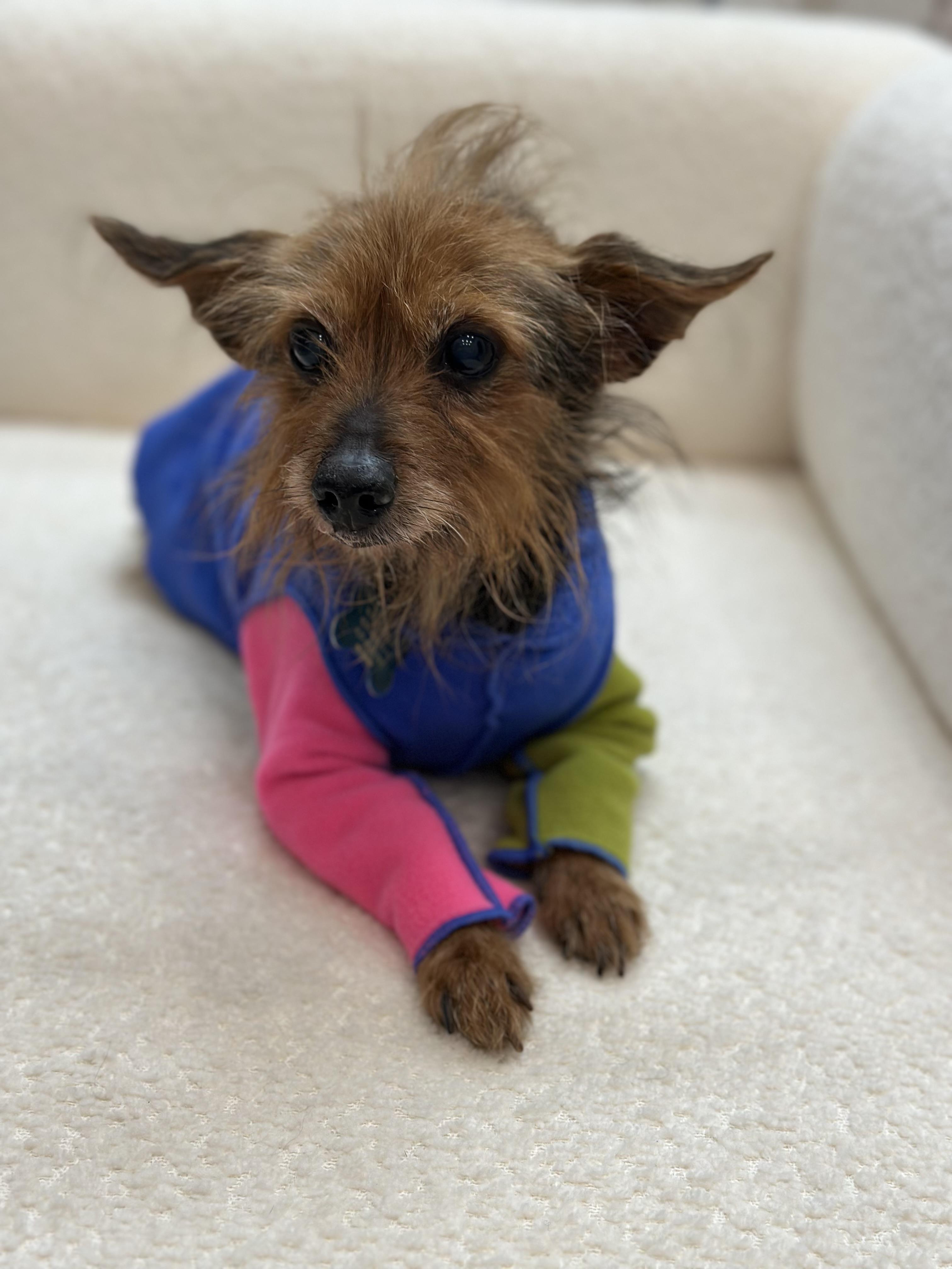 Emmet, a Adoptable mixed breed in New York, NY image 3/6