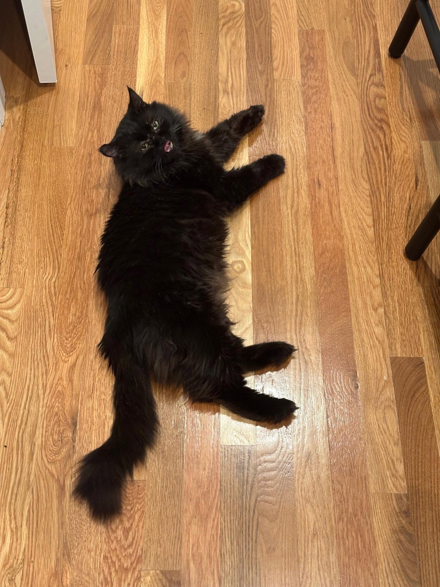 Lyric, Adopted, Adult Male Domestic Long Hair.