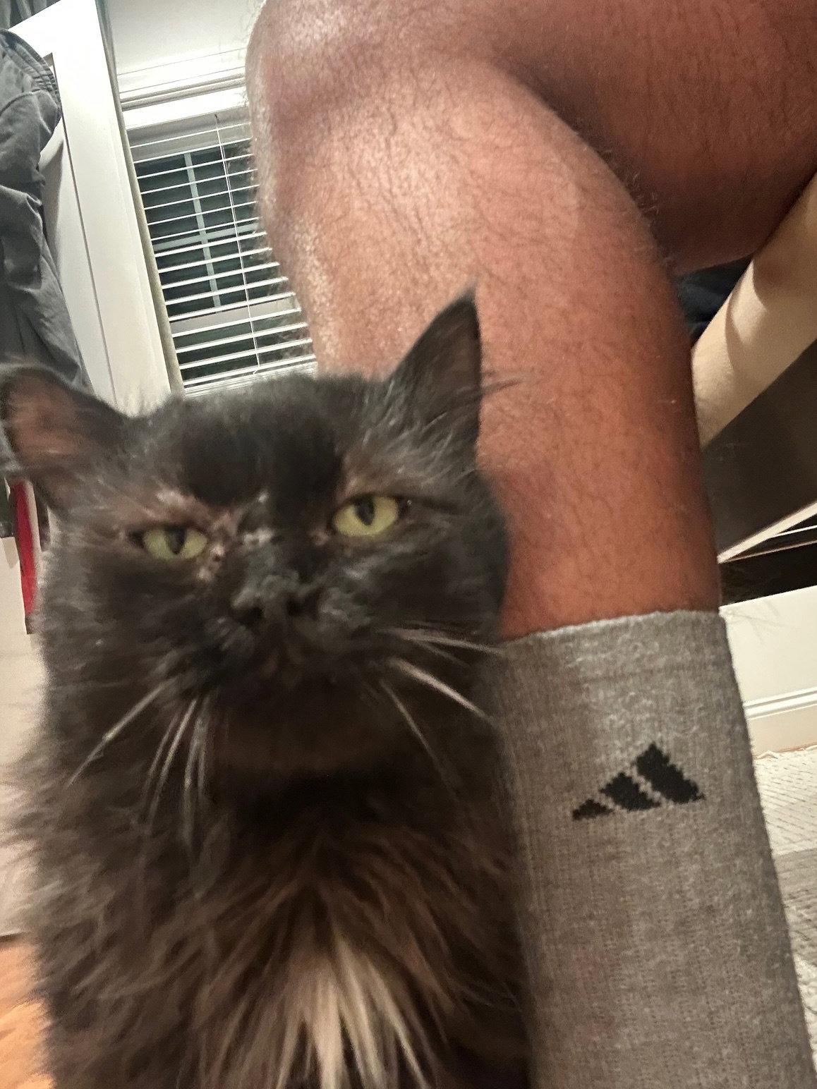 Lyric, a Adopted Domestic Long Hair in Somerville, MA image 2/3