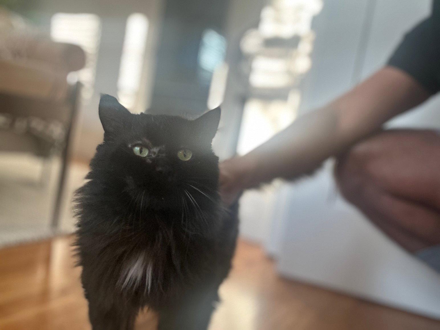 Lyric, a Adopted Domestic Long Hair in Somerville, MA image 3/3