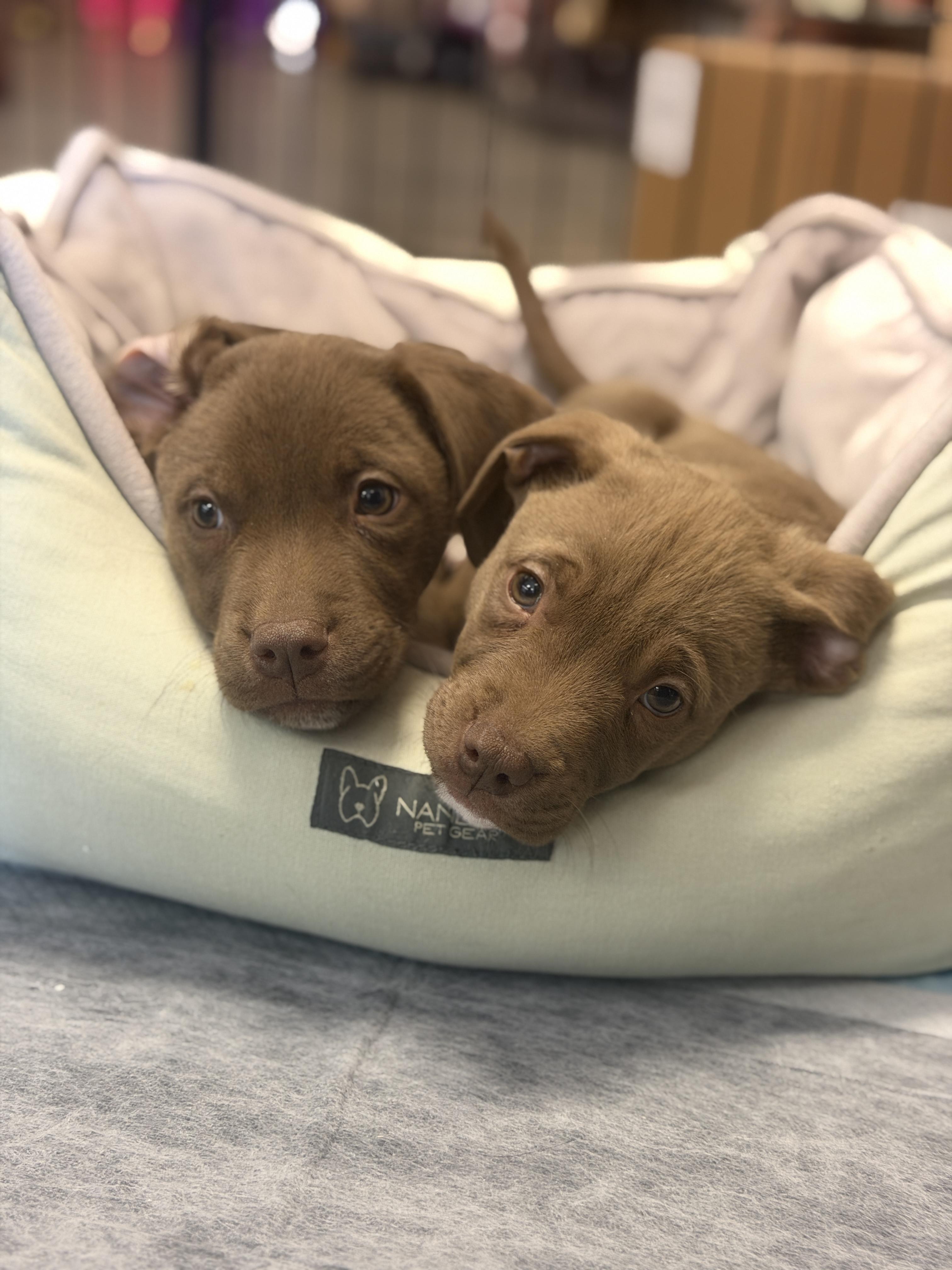 Enlarge Copper *PARTIALLY SPONSORED*, an adopted mixed breed in Avon, CT image 5/6