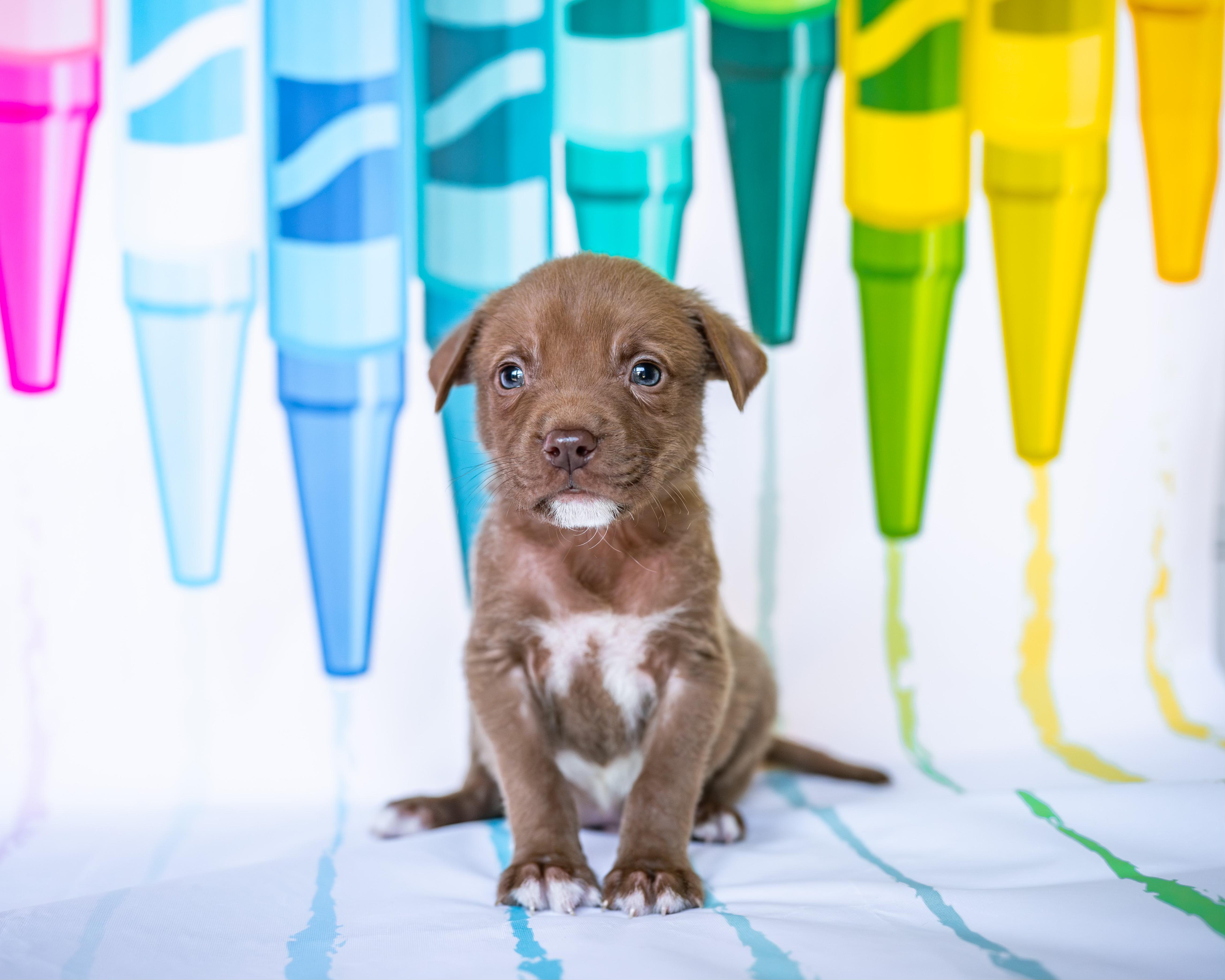 Enlarge Copper *PARTIALLY SPONSORED*, a Adoptable mixed breed in Avon, CT image 3/6