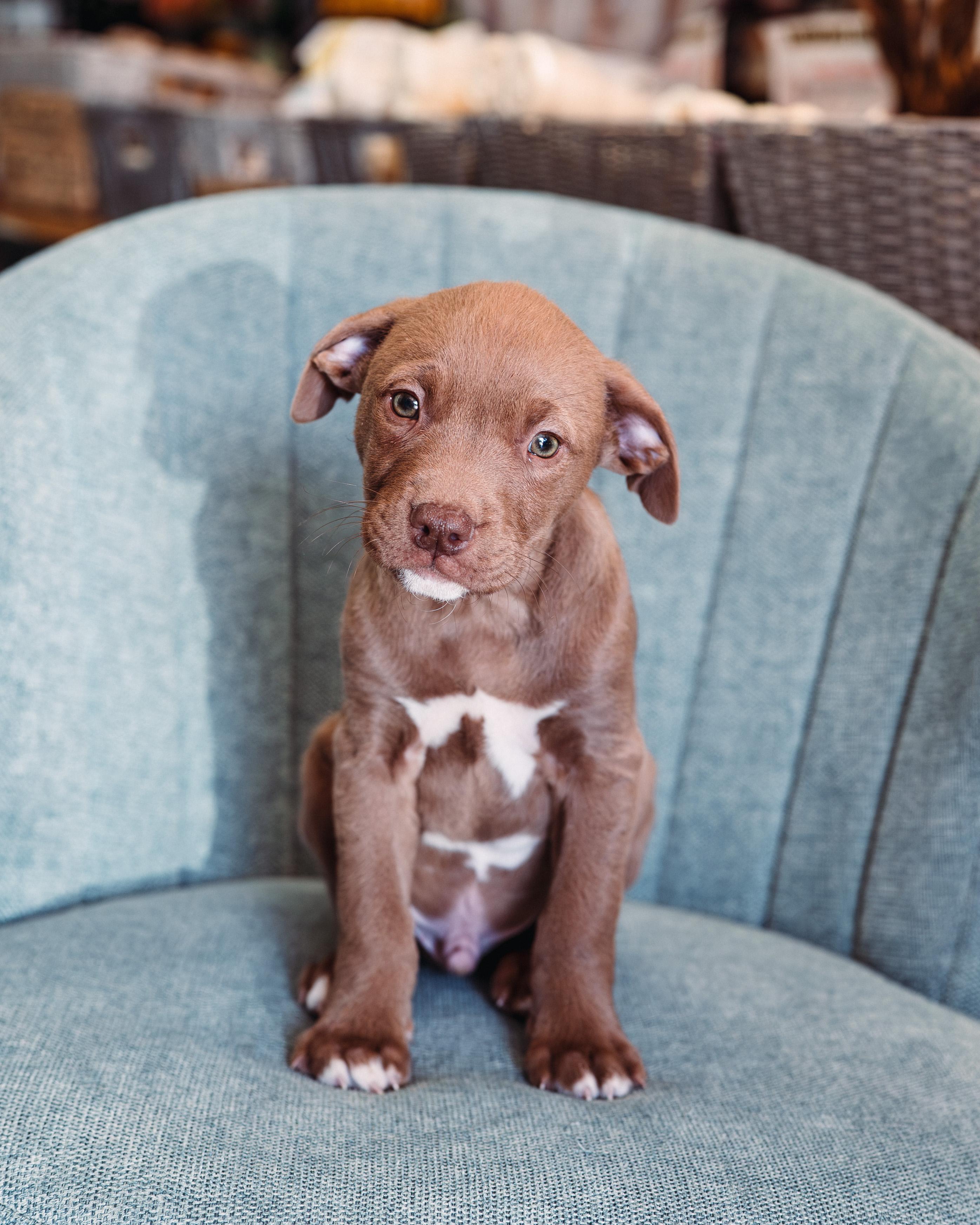 Enlarge Copper *PARTIALLY SPONSORED*, an adopted mixed breed in Avon, CT image 1/6