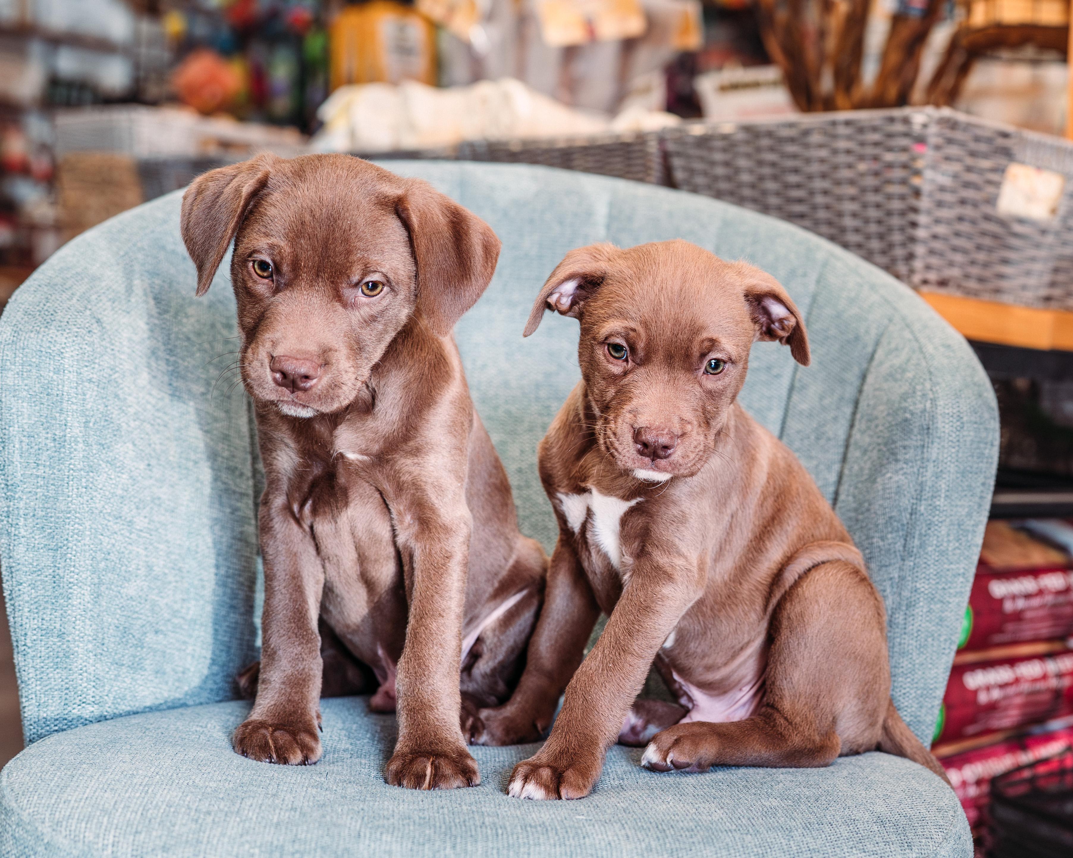 Enlarge Copper *PARTIALLY SPONSORED*, an adopted mixed breed in Avon, CT image 4/6