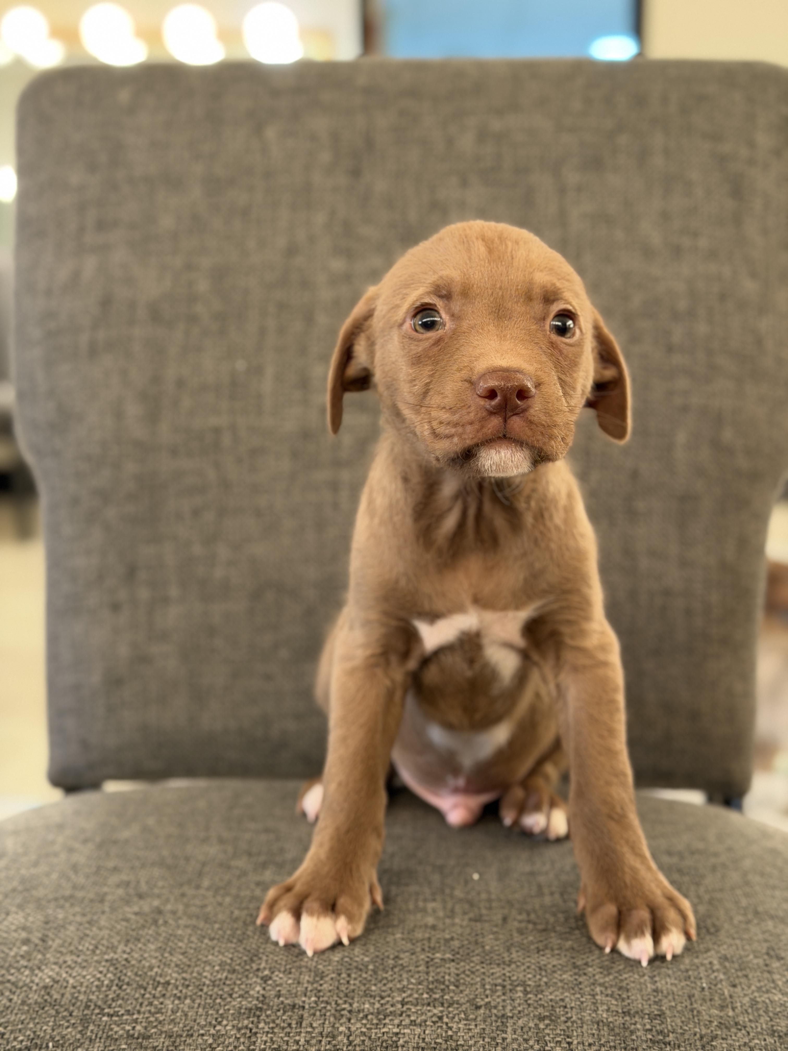 Enlarge Copper *PARTIALLY SPONSORED*, a Adoptable mixed breed in Avon, CT image 1/6