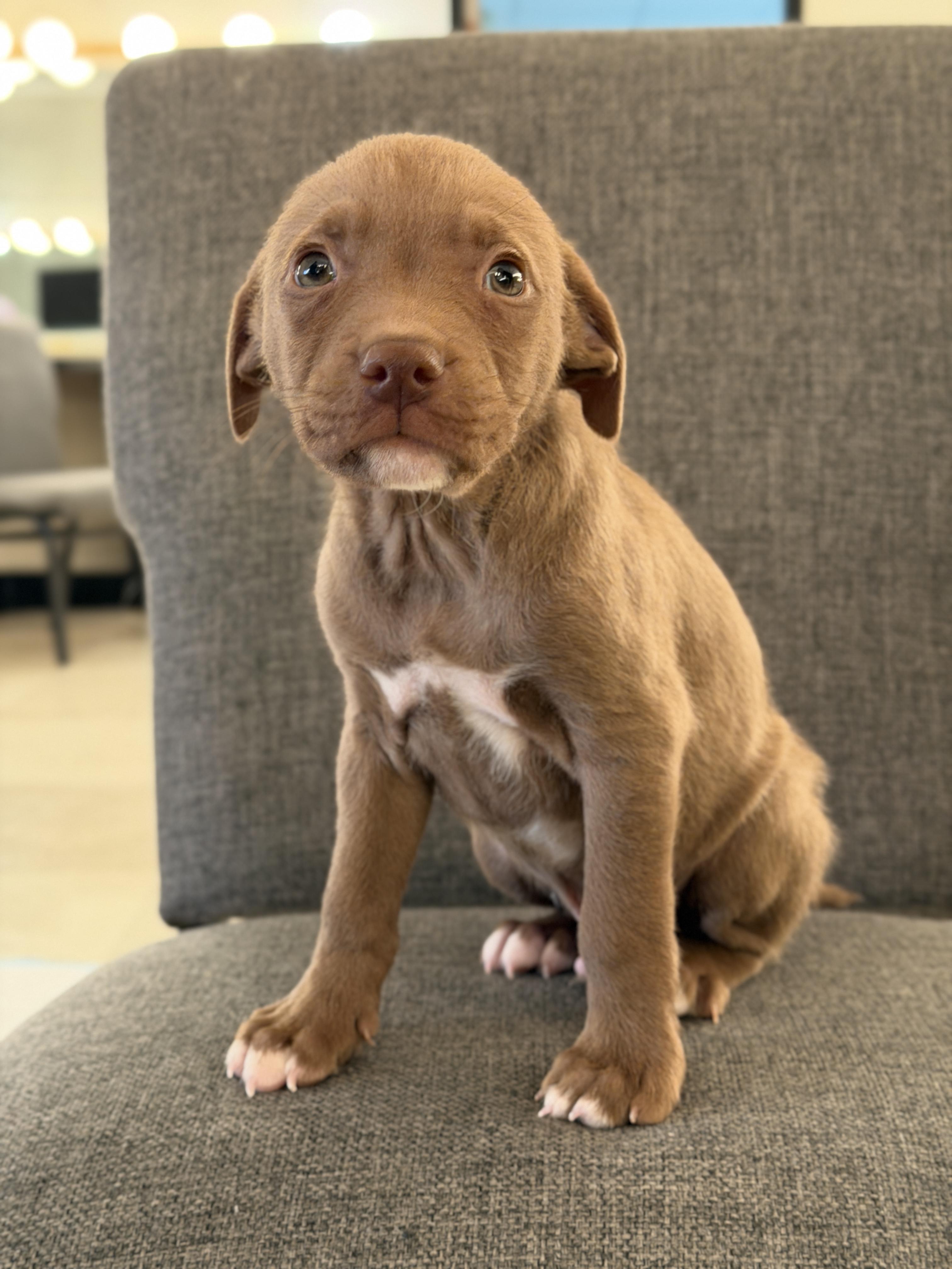 Enlarge Copper *PARTIALLY SPONSORED*, a Adoptable mixed breed in Avon, CT image 5/6