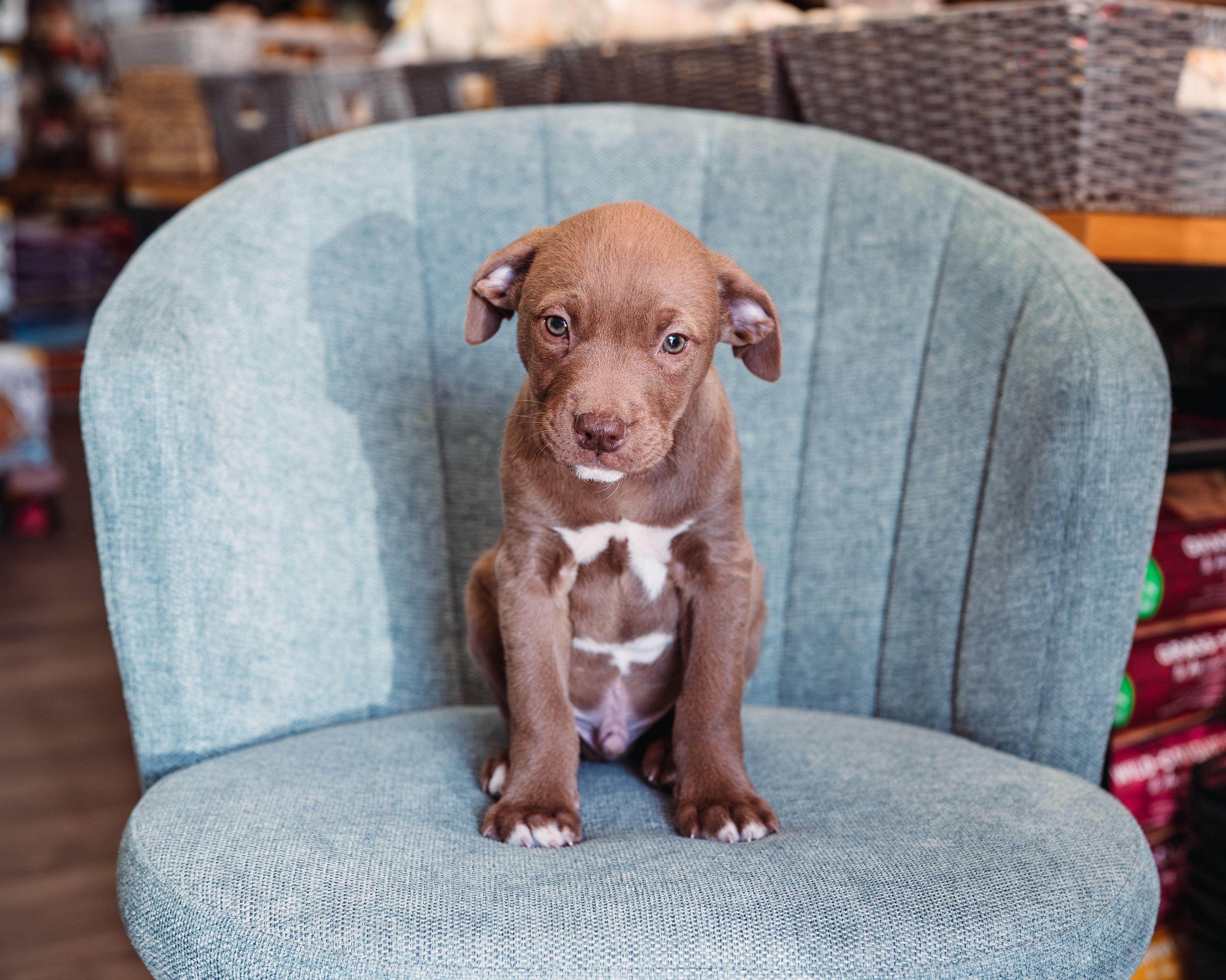 Enlarge Copper *PARTIALLY SPONSORED*, an adopted mixed breed in Avon, CT image 3/6